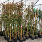 Ruža popínavá (Rosa rampicante) ´EDITH PIAF®´ - výška 170-190 cm, kont. C5L